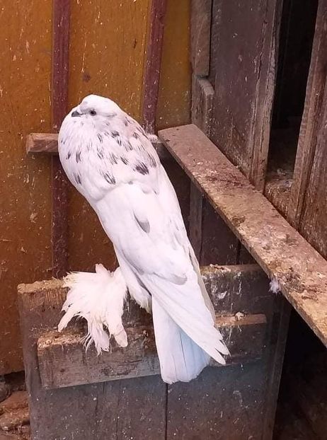 vândut lui Cornel Gancea - Porumbei VÂNDUȚI