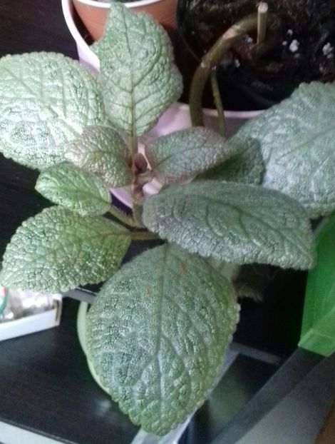 Lemon Zest - Episcia