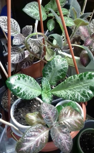 Picaturi de fericire - Episcia