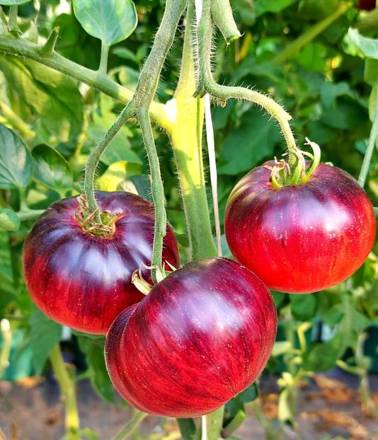 copiata Croatian Seeds-store - SEMINTE ROSII - T 937 LOVELY LUSH