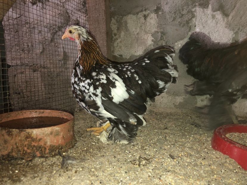  - Gaini Australorp si Mii de Flori pitice
