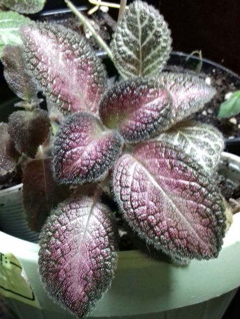  - Episcia