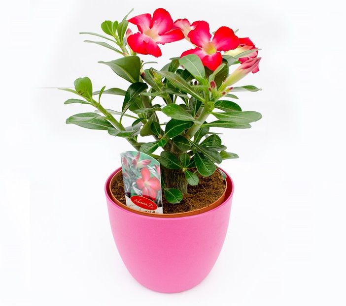 adenium-obesum - CAUT ADENIUM