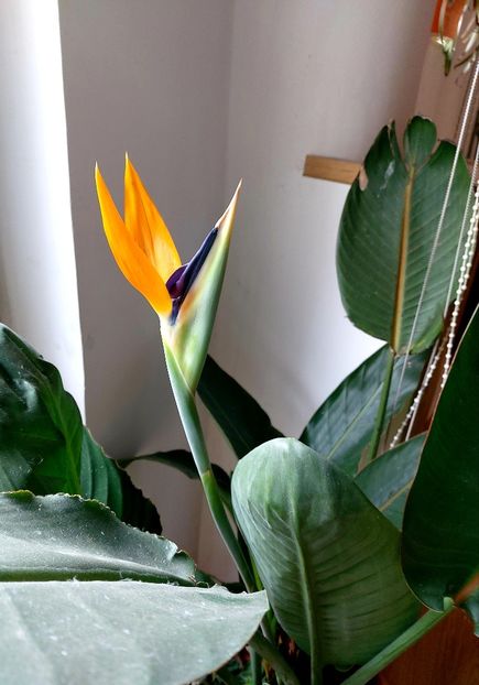  - Ianuarie -februarie2022