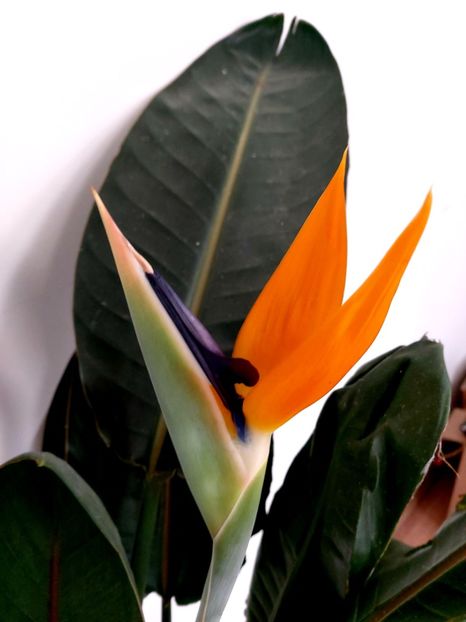  - Ianuarie -februarie2022