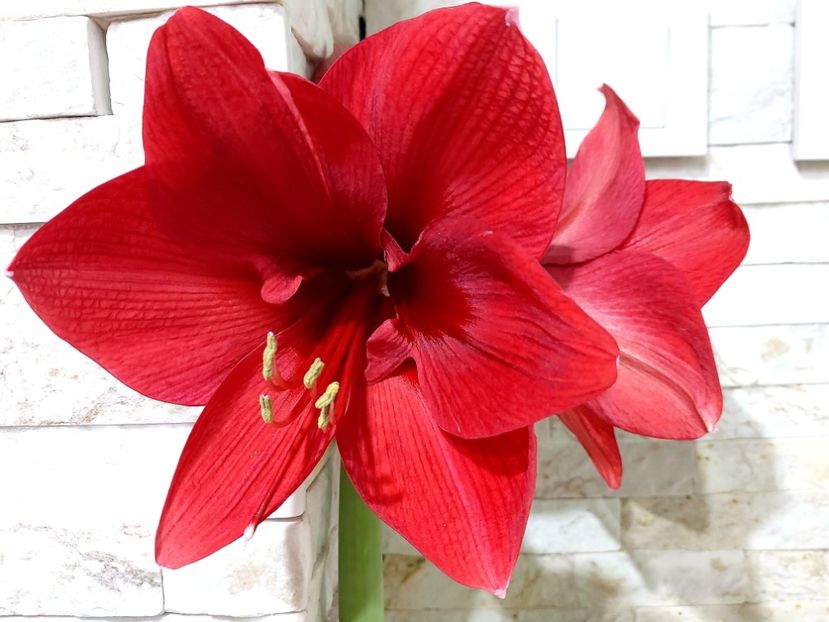  - Ianuarie -februarie2022