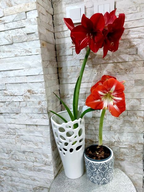  - Ianuarie -februarie2022