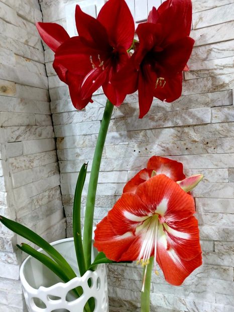  - Ianuarie -februarie2022