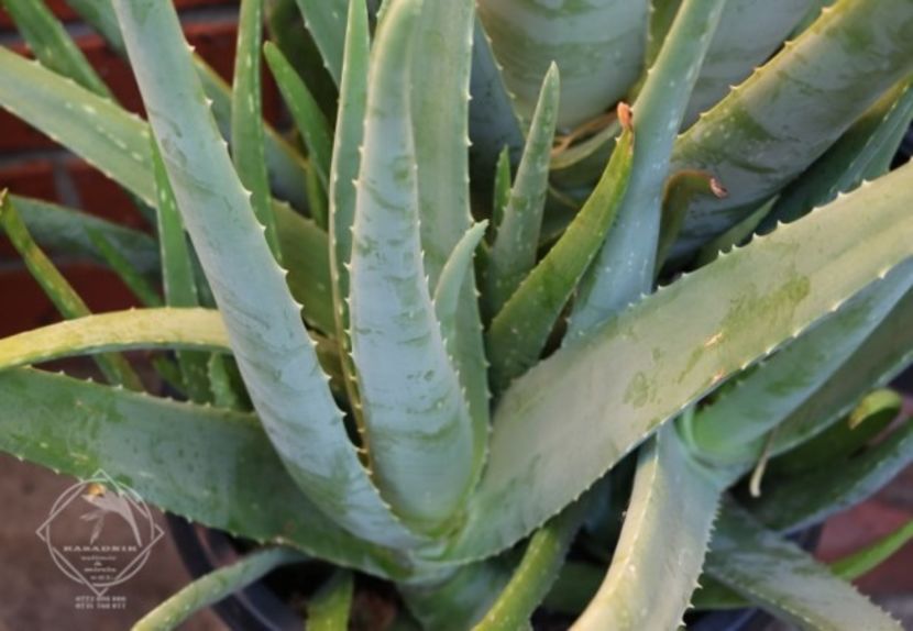 aloe-vera-barbadensis2 - SUCULENTA ALOE vera BARBADENSIS