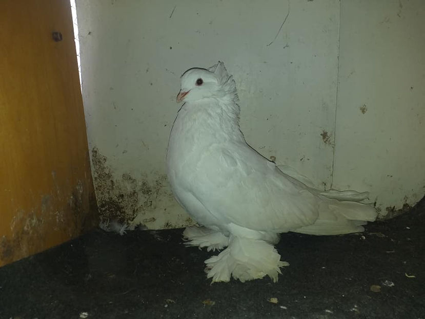 F. 2020 - Uriasi Maghiari