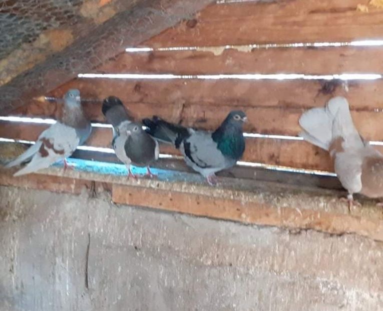 received_988126348506595 - 9-Dungat Romanesc