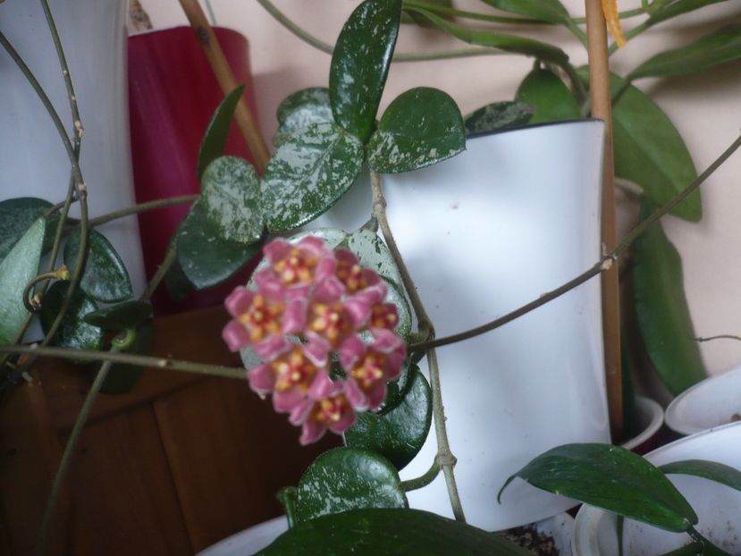 09.02.2022 - HOYA 2022-1