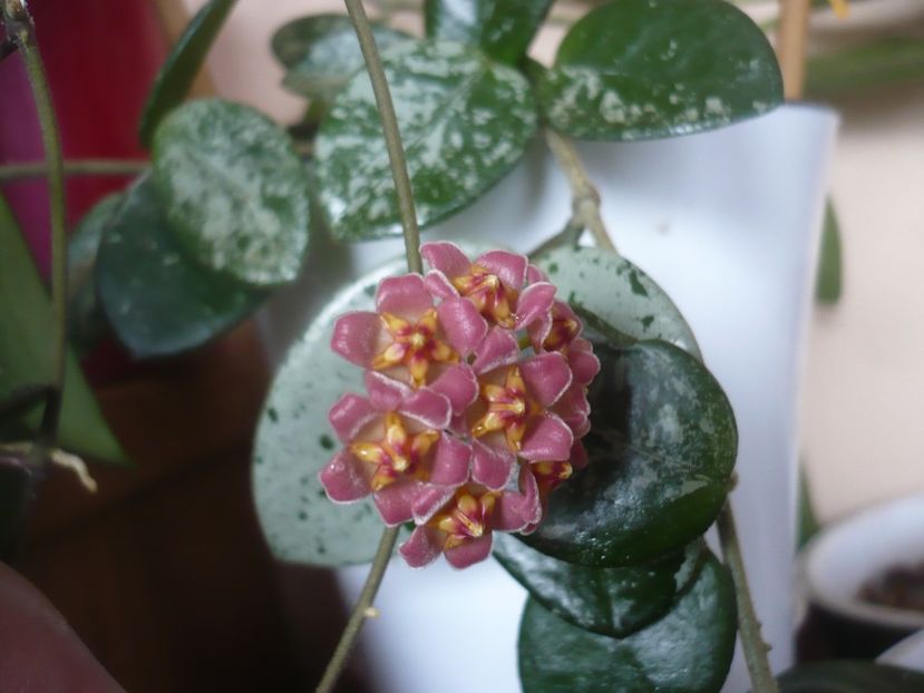 P1510362 - HOYA 2022-1