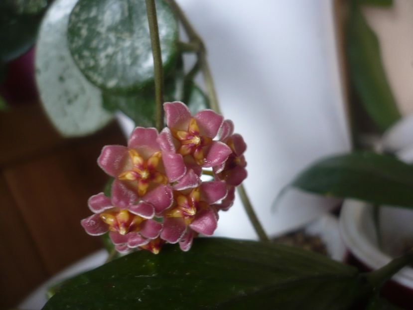 P1510363 - HOYA 2022-1