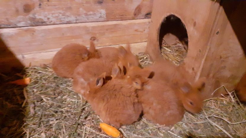  - A-IEPURI TINERET NEO ROSU