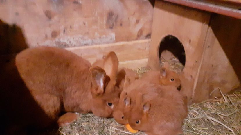  - A-IEPURI TINERET NEO ROSU