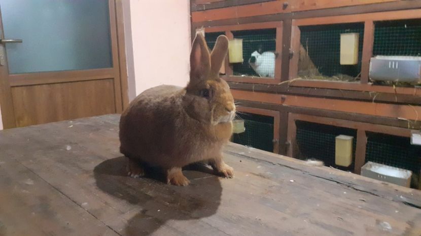  - A-IEPURI NEOZEELANDEZ ROSU