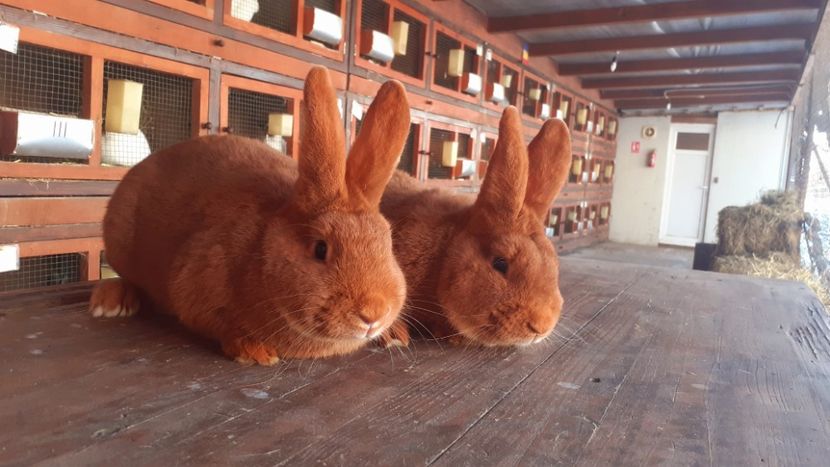  - A-IEPURI NEOZEELANDEZ ROSU