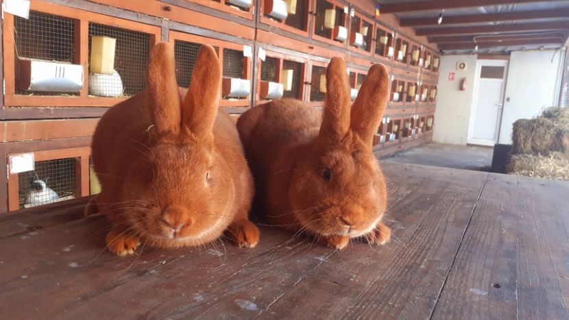  - A-IEPURI NEOZEELANDEZ ROSU