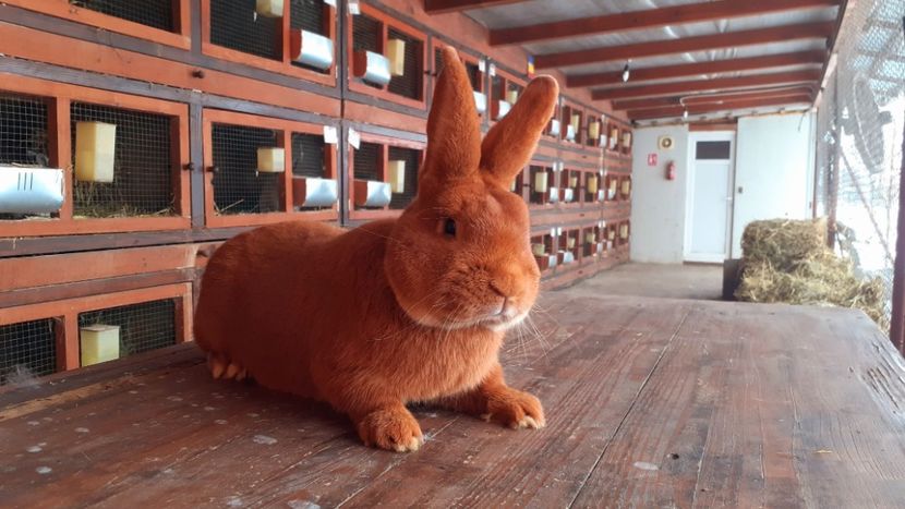  - A-IEPURI NEOZEELANDEZ ROSU