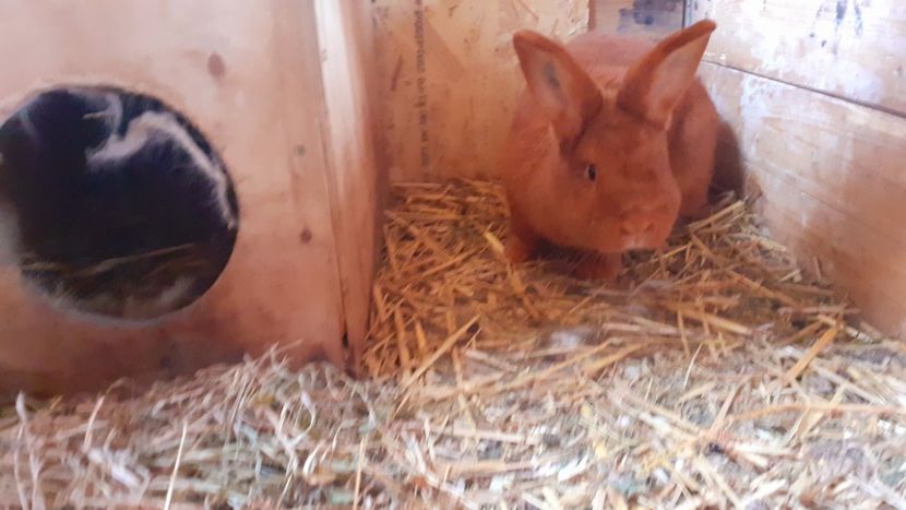  - A-IEPURI NEOZEELANDEZ ROSU