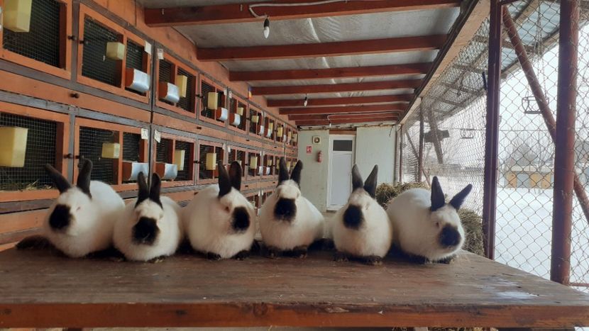  - A-IEPURI CALIFORNIENI