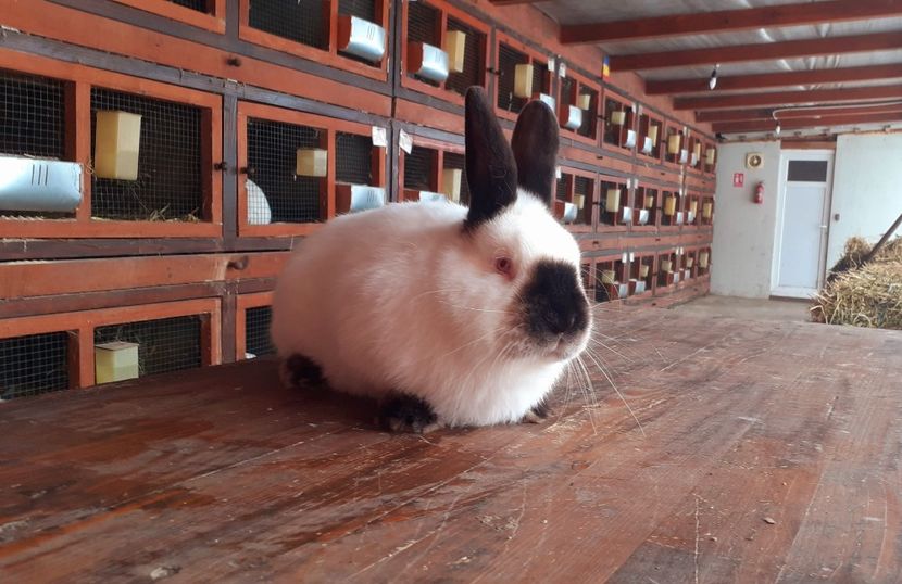  - A-IEPURI CALIFORNIENI