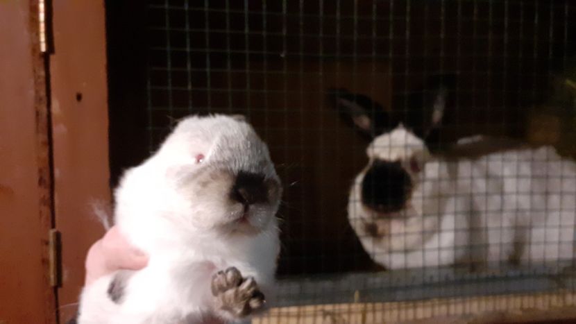  - A-IEPURI CALIFORNIENI