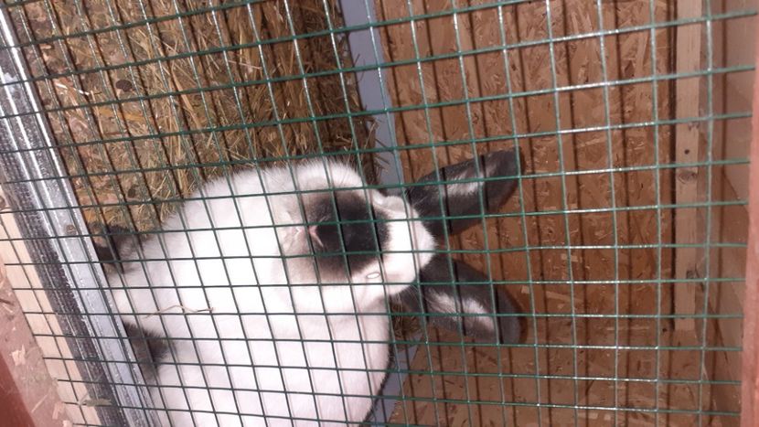  - A-IEPURI CALIFORNIENI