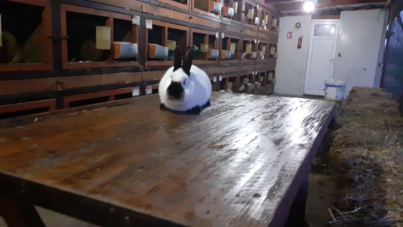  - A-IEPURI CALIFORNIENI