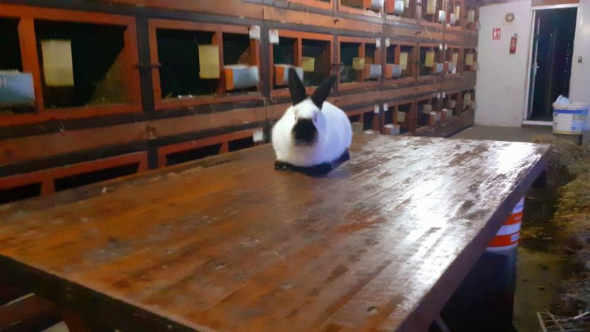  - A-IEPURI CALIFORNIENI