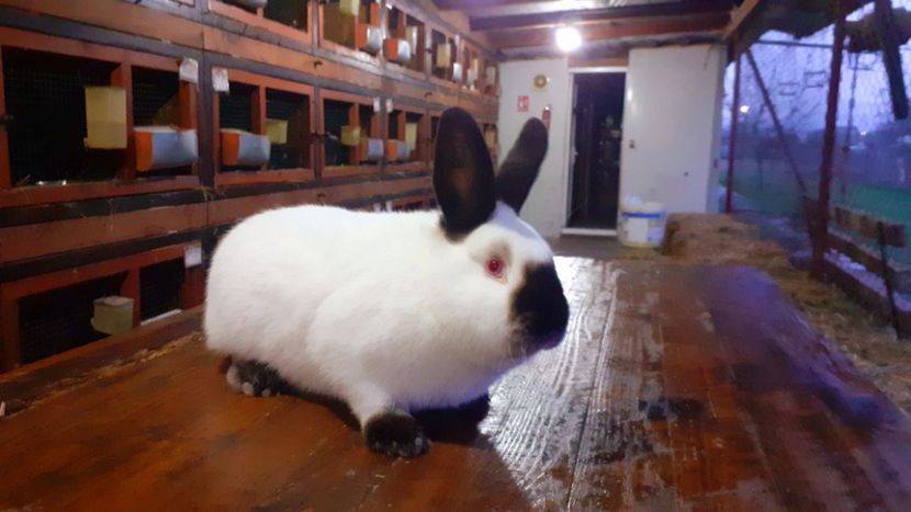  - A-IEPURI CALIFORNIENI