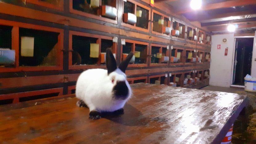  - A-IEPURI CALIFORNIENI