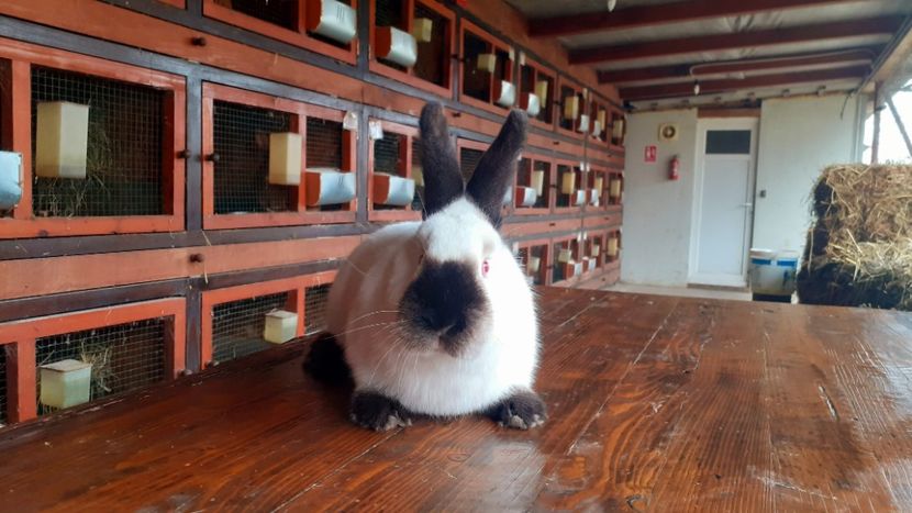  - A-IEPURI CALIFORNIENI