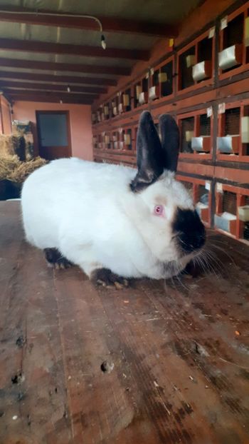  - A-IEPURI CALIFORNIENI