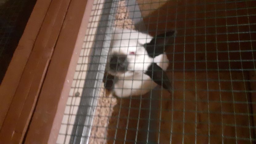  - A-IEPURI CALIFORNIENI