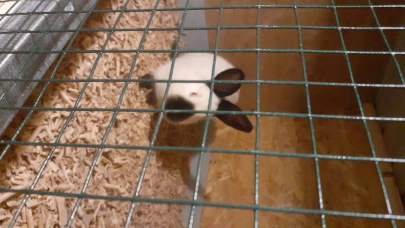  - A-IEPURI CALIFORNIENI