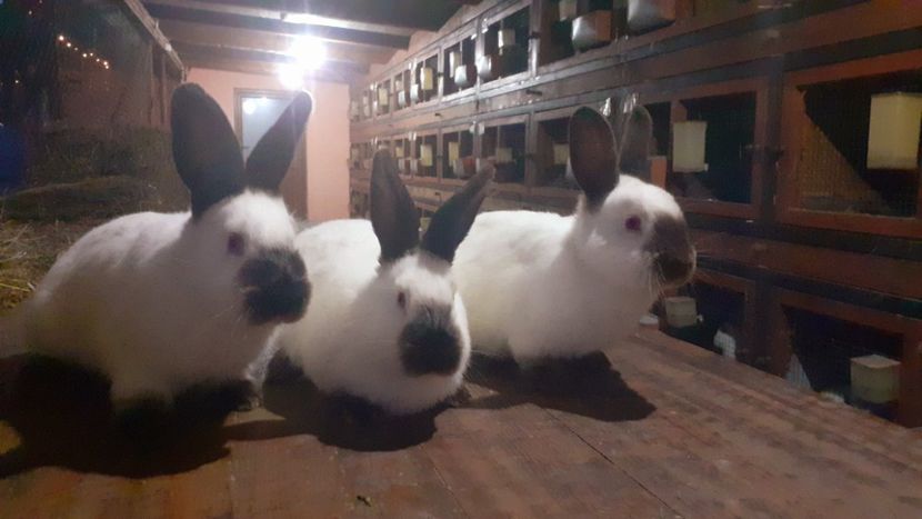  - A-IEPURI CALIFORNIENI