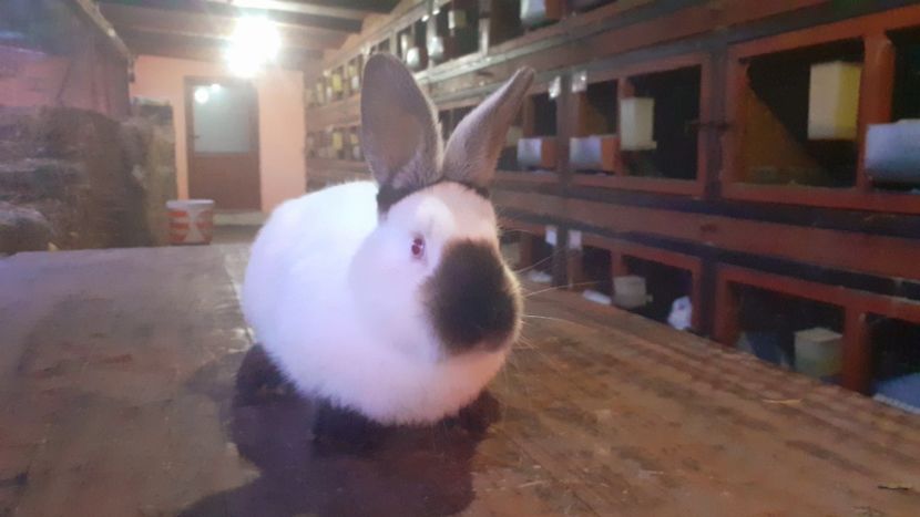  - A-IEPURI CALIFORNIENI