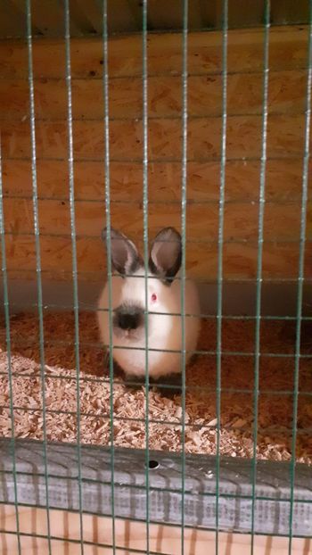  - A-IEPURI CALIFORNIENI