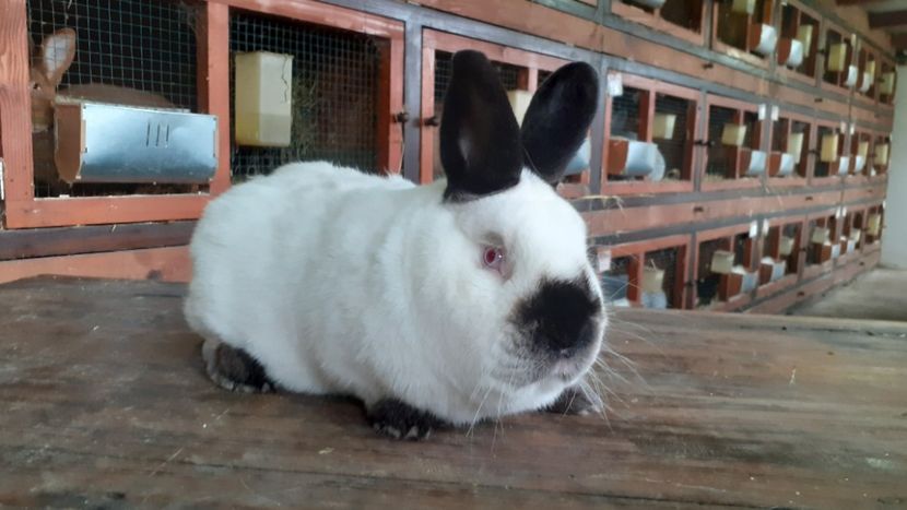  - A-IEPURI CALIFORNIENI