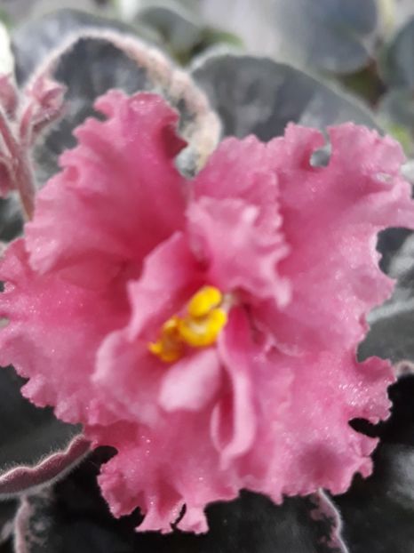 Ness Orange Pekoe - PORTRETE