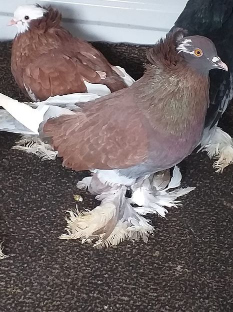 vândut lui Andrei Drăgoi - Porumbei VÂNDUȚI