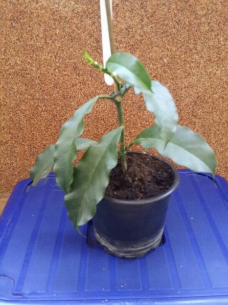 hoya hmultiflora - 65 ron - DISPONIBIL hoya si orhidee