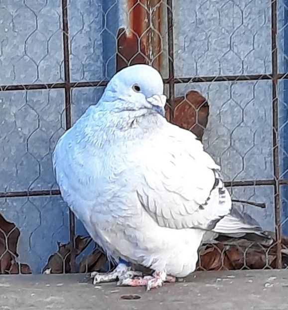  - Voliera