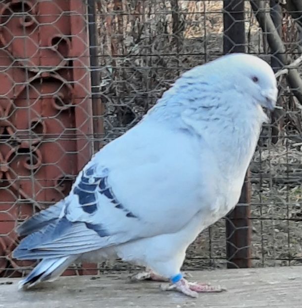  - Voliera