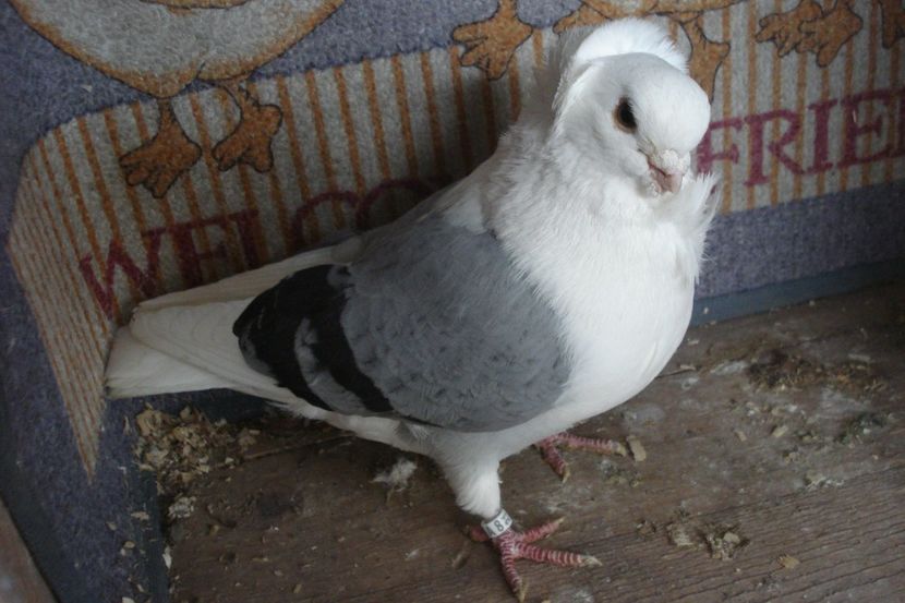 m A - perechile 2022