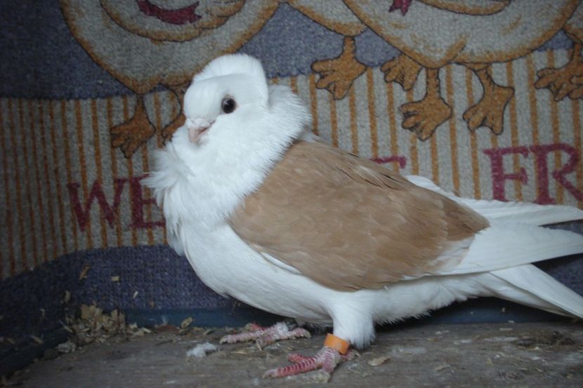 F D7 A-517 - perechile 2022