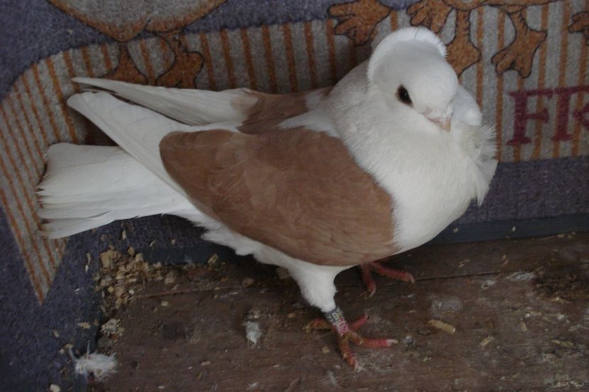 M D7 A 557-20 - perechile 2022