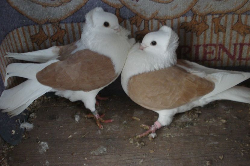 PER 14 - perechile 2022